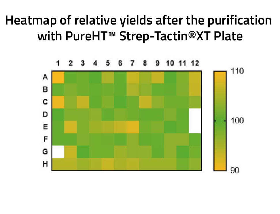 Heatmap of relative yield after purification with PureHT Strep-TactinXT Plates
